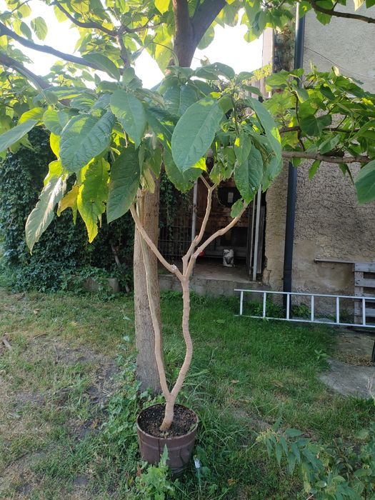 Sprzedam 2 duże brungmansje