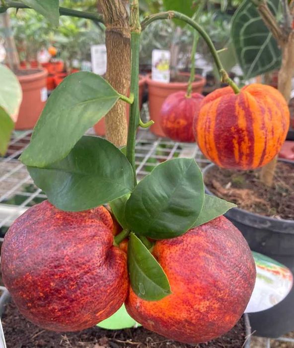 Raro Laranjeira Alcobal Arco-iris - Muito doce