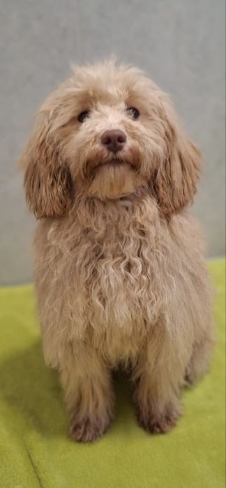 Pudel- Havapoo hybryda