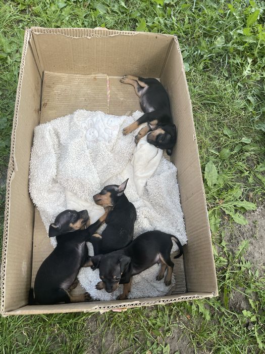 Продаються тойчики 2 хлопчики і 2 дівчинки !