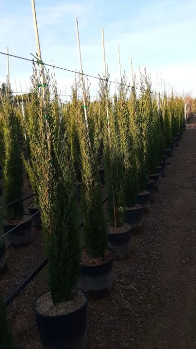 Cipreste italiano/ sempervirens /totem / stricta