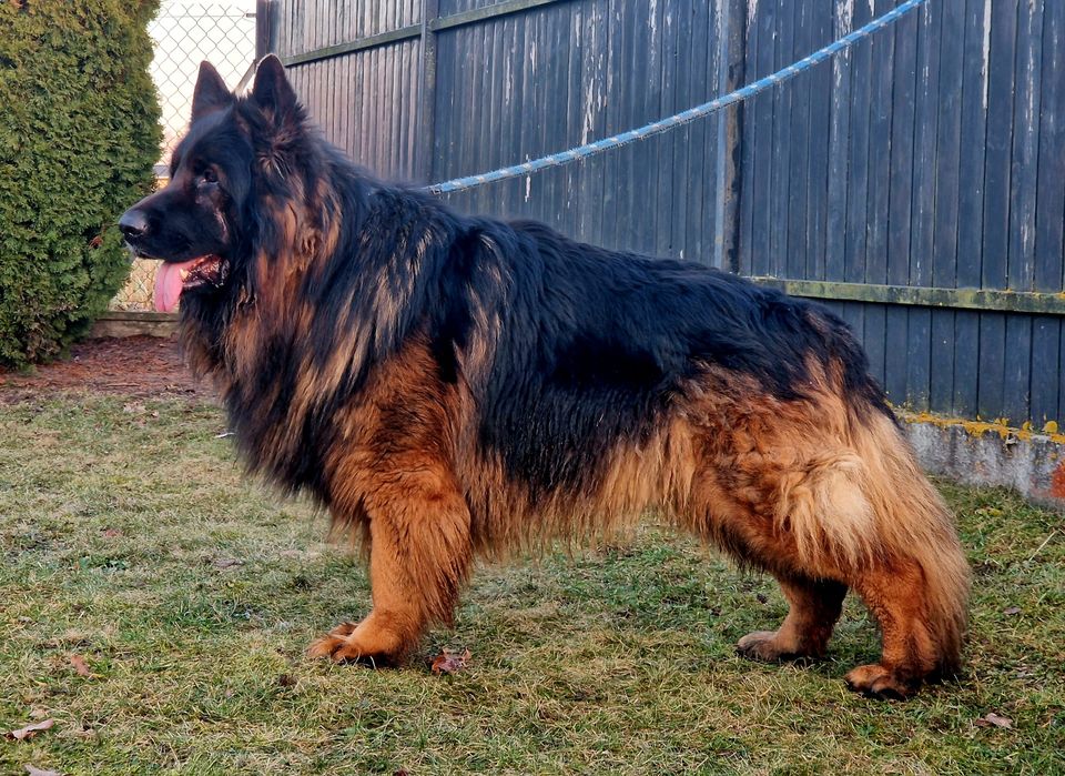 Owczarek Niemiecki Długowłosy Rezerwacja.