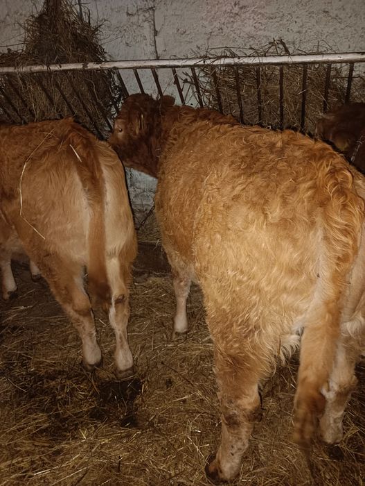 Jałówki limousine LM pod oceną PZHiPBM