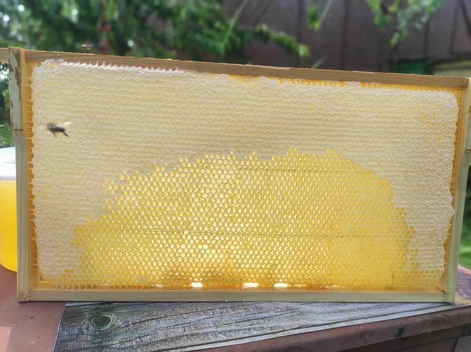 Акацієвий мед 2024року