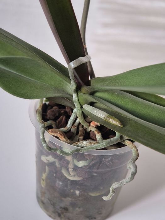 Орхидея биглип big lip Maria Mar