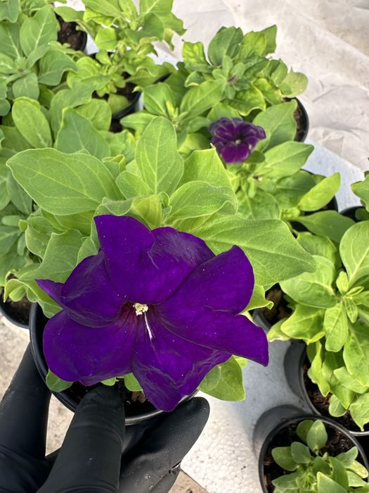 Петунія однорічна