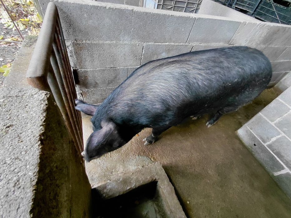 Vende-se Porcas vivas