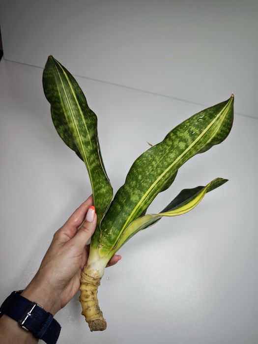 Sansevieria Black Rose var