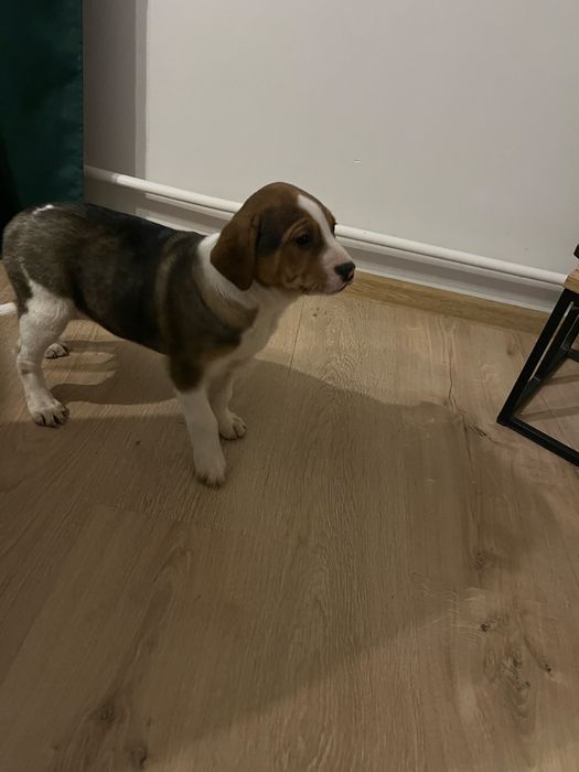 Oddam za darmo suczkę