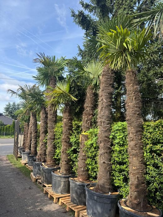 Palma mrozoodporna Trachycarpus fortunei