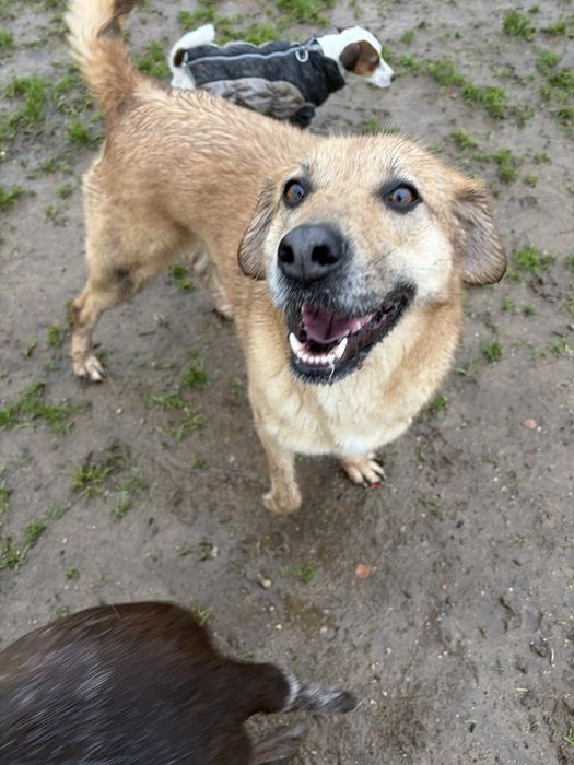 BEKAS - cadela para adoção responsavel