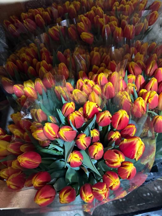 Продам цибулину(суха)  голландського  тюльпану, після вигонки. Від 5 кг.