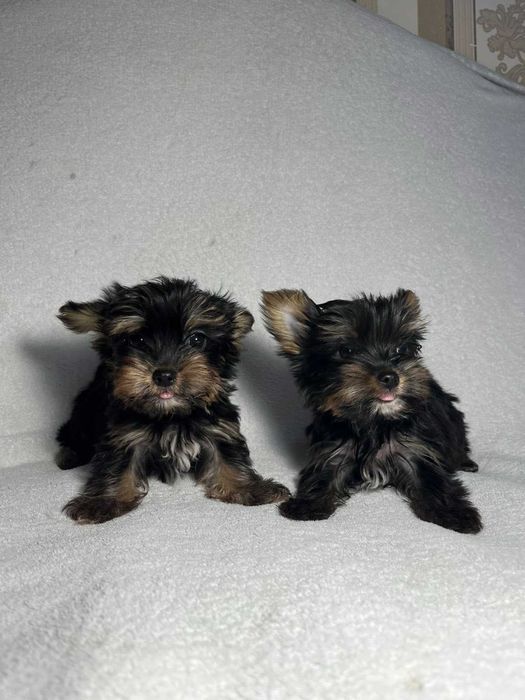 Порода Йоркширський терєр