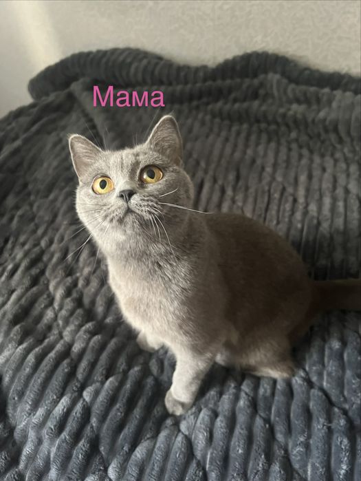 Шотландські кошенята