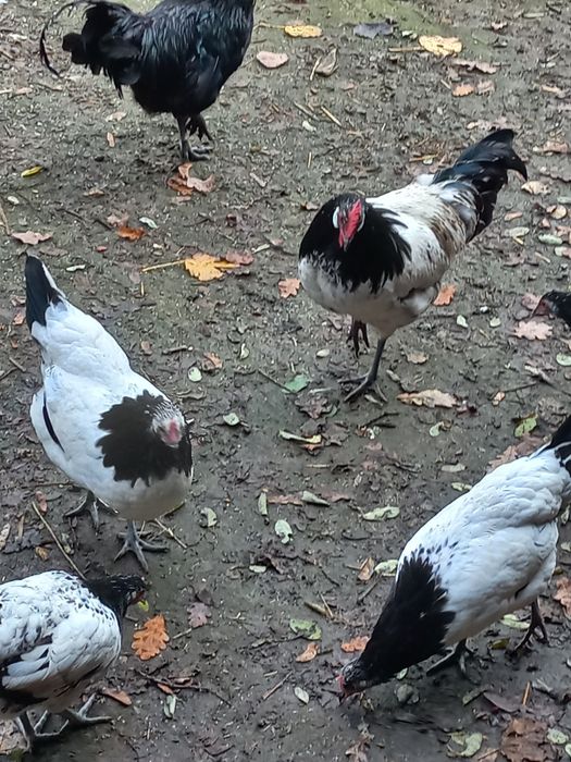 Sprzedam kury ozdobne lakelfender I ayam cemani
