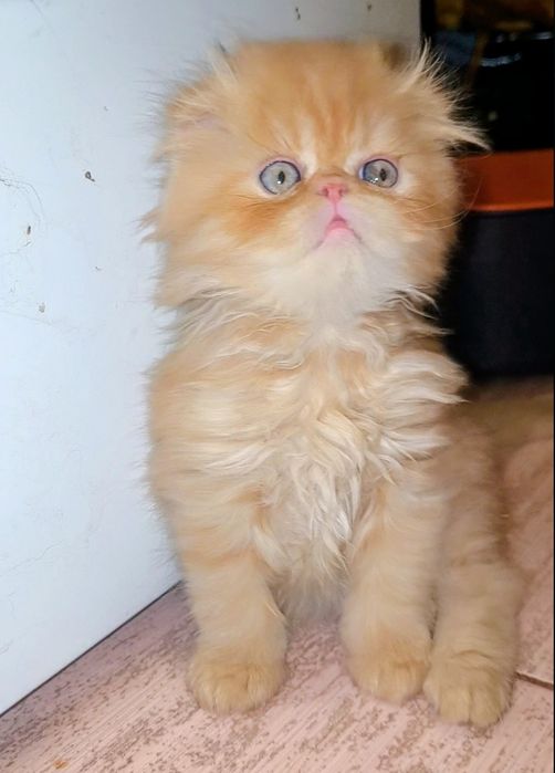 Персидский котёнок