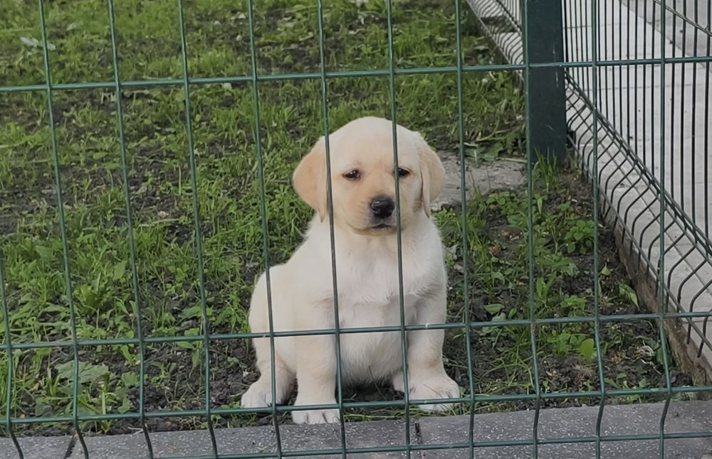 Продам щенков лабрадора