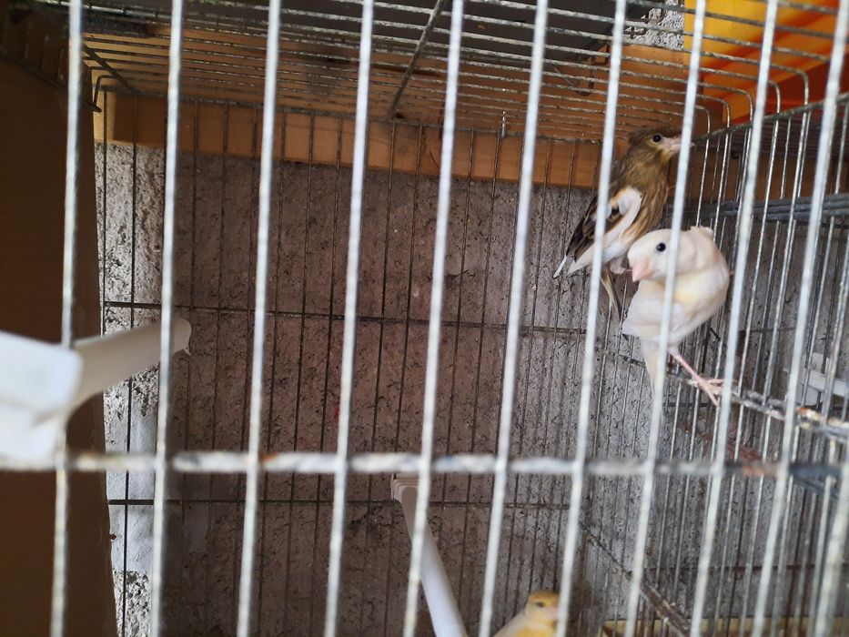 Canários de qualidade