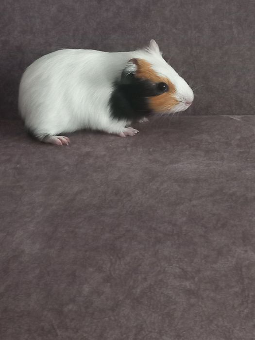 Продам морську свинку