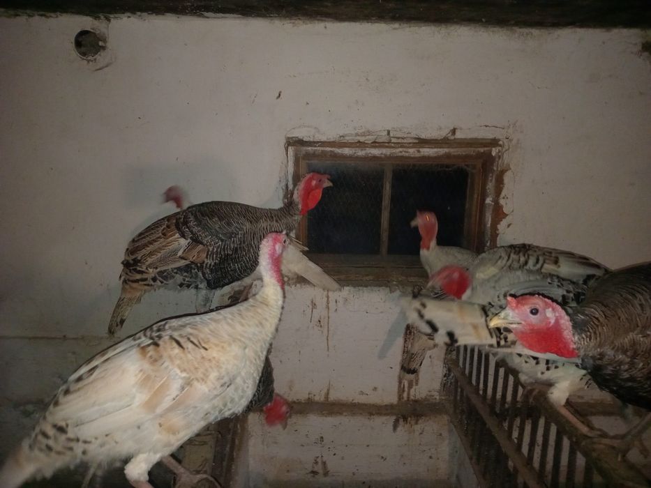 Продаються Індики молоді