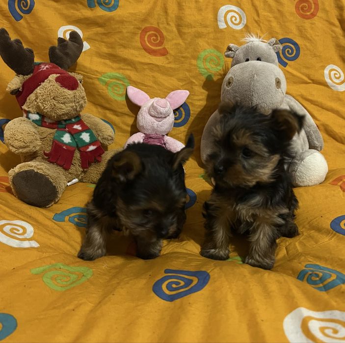 Цуценята йоркширського терʼєра дівчинка