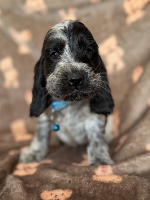 Piesek cocker spaniel angielski szczeniak