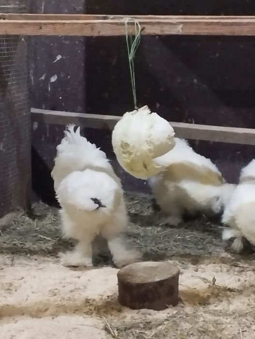 Півник Китайський Шовковий