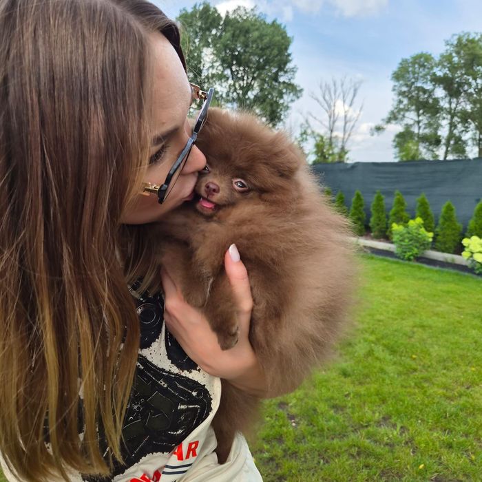 Szpic miniaturowy pomeranian
