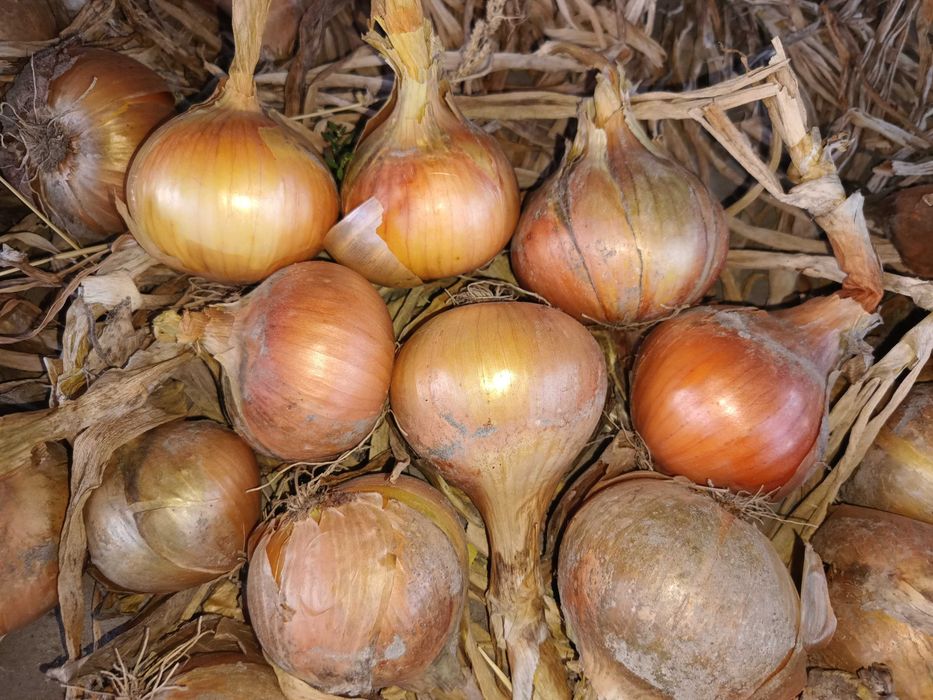 Cebula 2 złote/kilogram