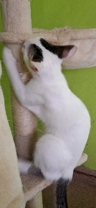 Gatinho para adoção
