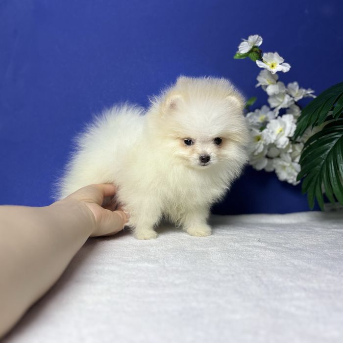 дівчина шоу классу тип ведмедика