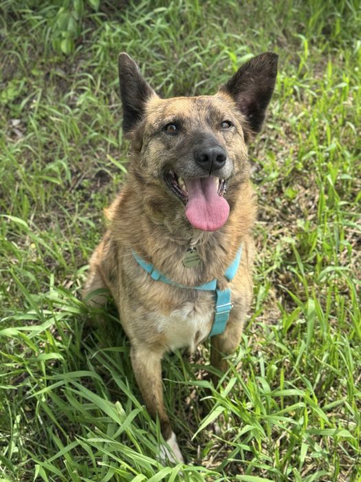 Собака з притулку вихований хлопчик
