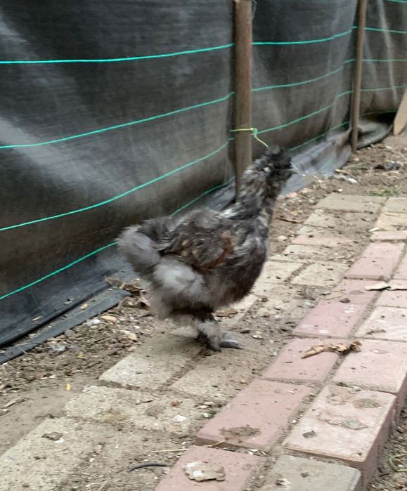 Sedosas de Japão,  com 2  meses