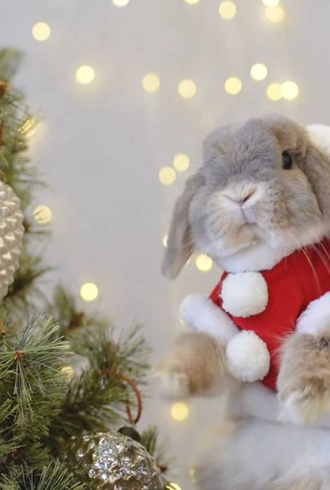 Кроленята, ручні міні кролики