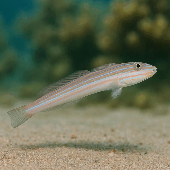 Valenciennea muralis M/L [Ryba morska}