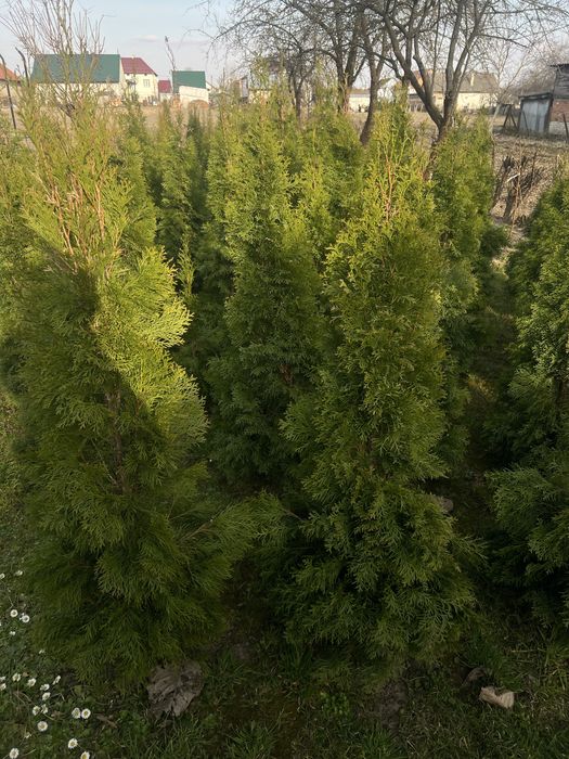 Продам туї смарагд