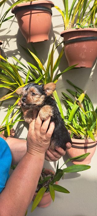 Yorkshire terrier macho