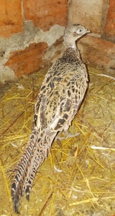 Faisoes adultos(um macho e uma fêmea)