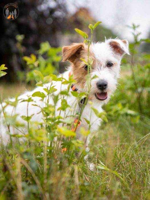 Jack Russell Terrier ZKwP FCI grzeczny piesek po CH.PL