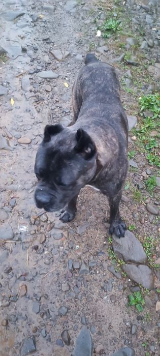 Кане-корсо для в'язки