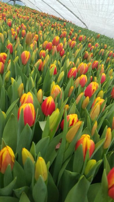 Тюльпан на 8 березня