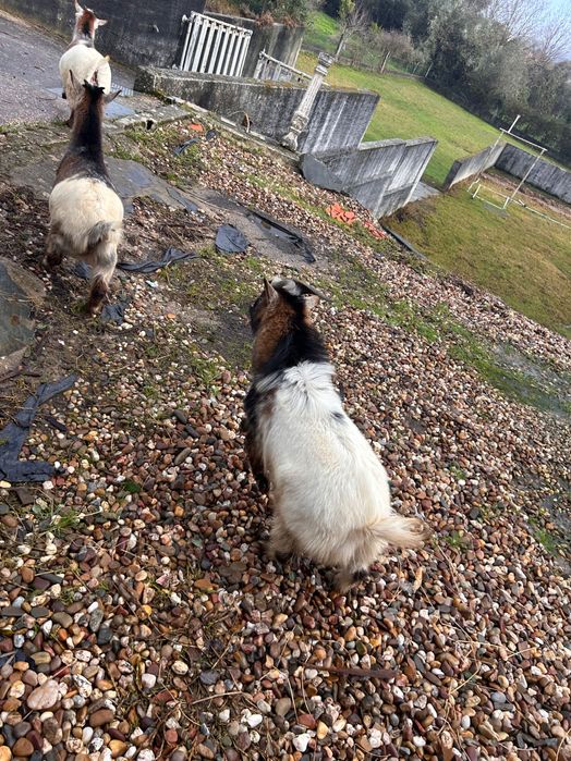 Casal de Cabras - 8 meses de idade