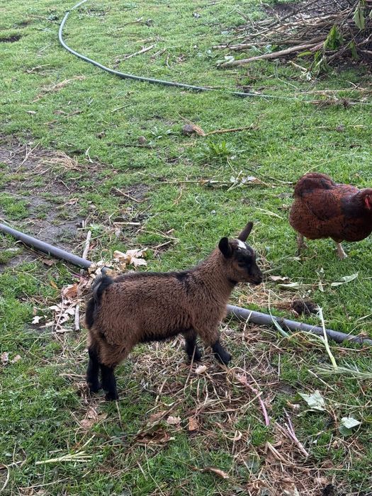 Cabras anãs muito meigas para venda