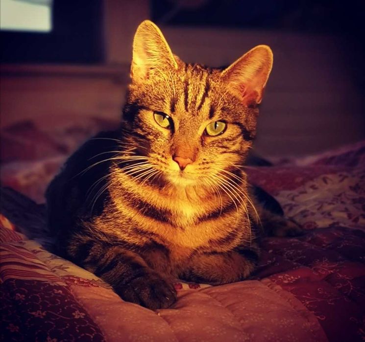 Pręgowany Zdrapek :)