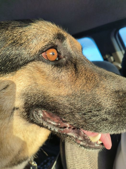 Pastor alemão para adoção responsável