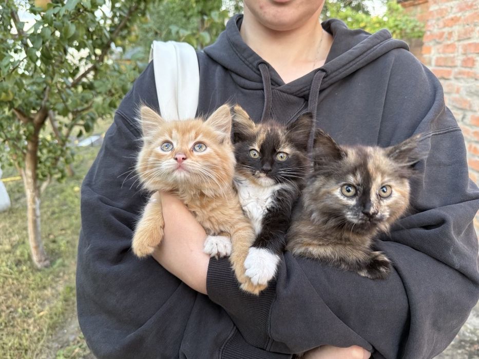 Віддаємо в хороші руки кошенят