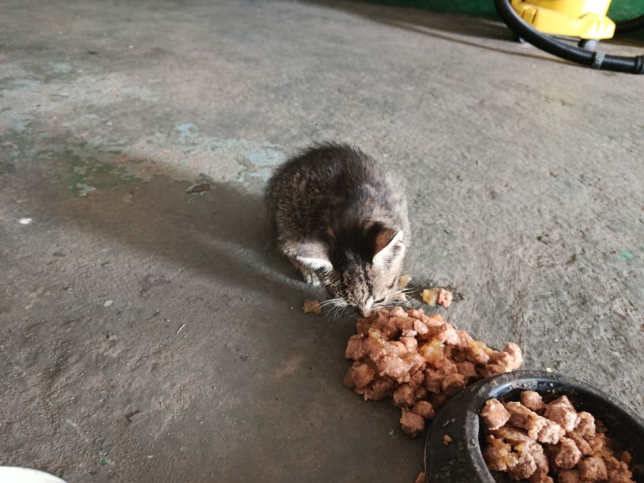 Kotki do adopcji