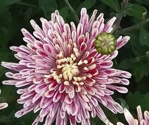 Корейська садова хризантема