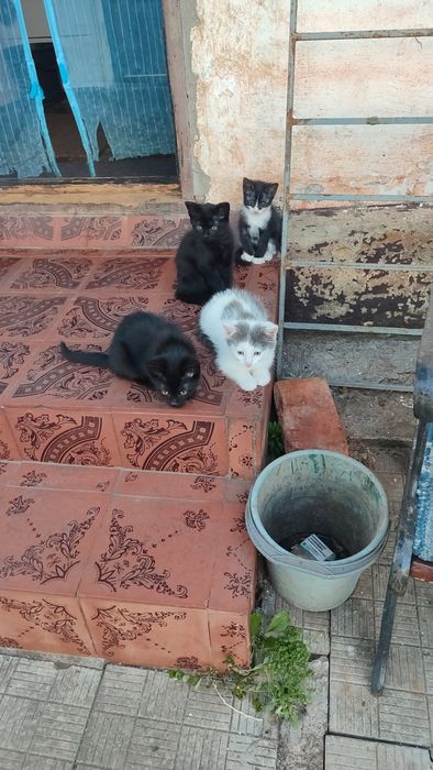 Котята в хорошие руки