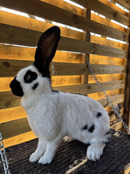 Królik olbrzym srokacz czarny samica